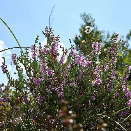 Apartment Haus Seewind Hs18 Cuxhaven